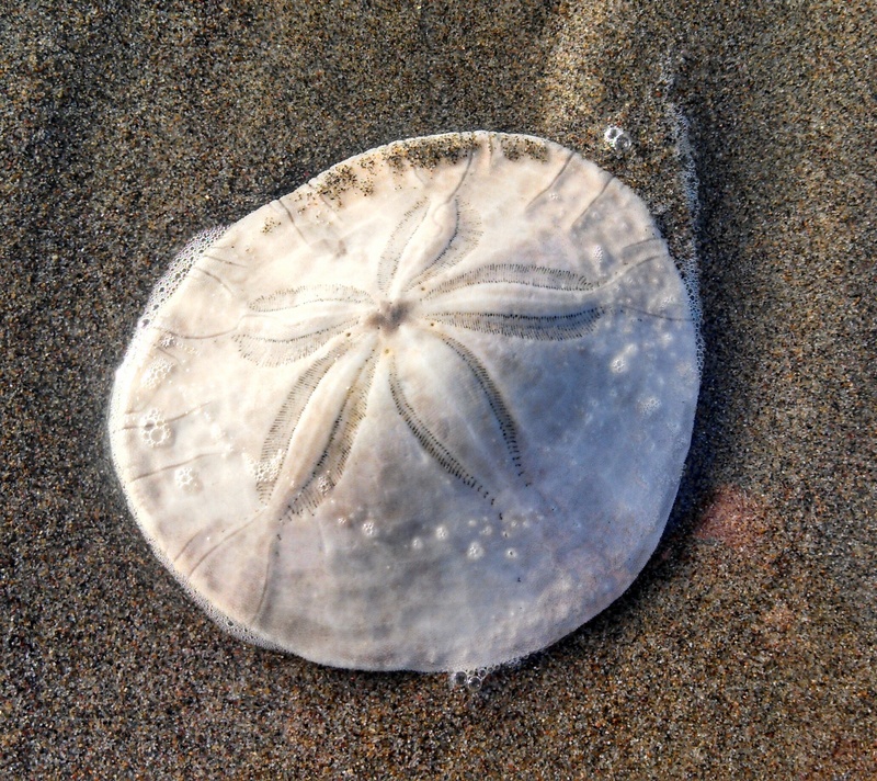 pattern, animal wildlife, animal, round, sea, textured, sand, still life, high angle view, rock, gray, beach, day, no people, single object, white, pebble