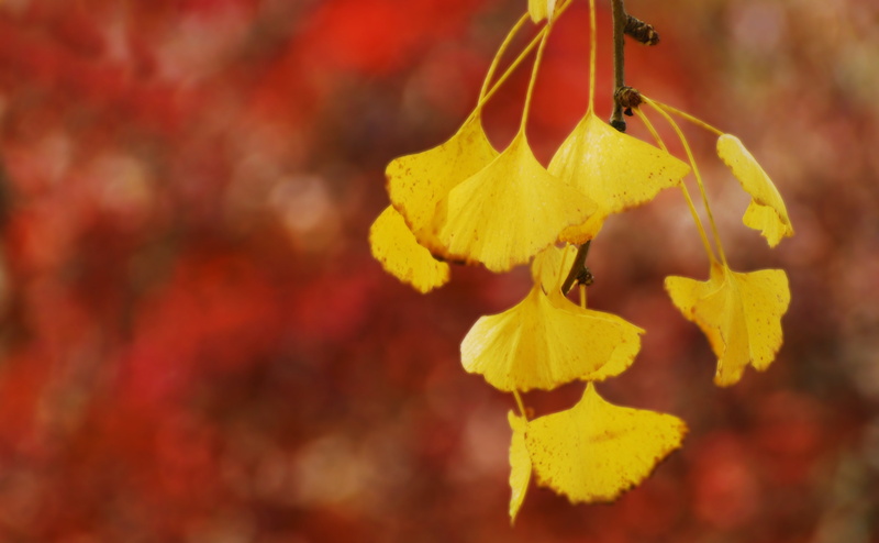 close-up, natural condition, no people, plant, plant part, Seasons, leaf, beauty in nature, living, petaled, vulnerability, Autumn, Tree, fossil, Leaves