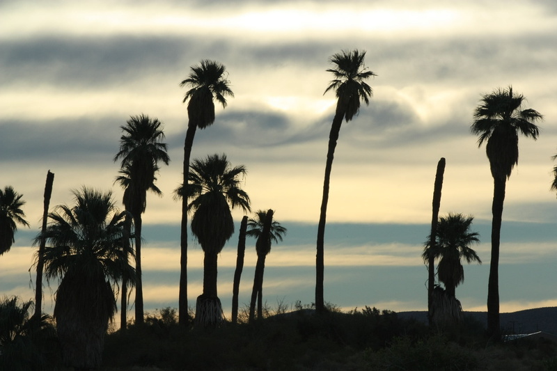 no people, southwest, land, tranquility, environment, sky, joshua tree national park, 1080P, coconut palm tree, twenty nine palms, tranquil scene, california