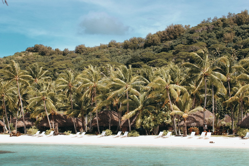 paradise, island, nature, tropical, beautiful, sand, water, beach, summer, plant, growth, near, 5K, sunny, trees, exotic, palm, palm tree, waterfront