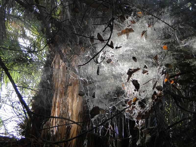 oasis, 2K, outdoors, fragility, tree trunk, icicle, spider, winter, nature, beauty in nature, plant, tree, low angle view, water, mauritania, land, trunk