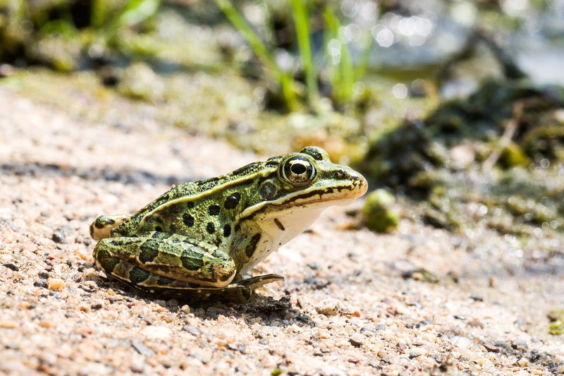 animal head, rock - object, animals in the wild, 1080P, sitting, nature, reptile, brown, spots, animal, cute, no people, sunlight, wildlife, rock, animal scale