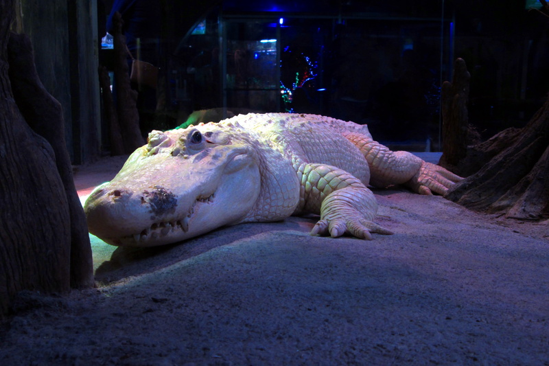 aquarium, marine, wild, sunlight, dragon, animal, vertebrate, day, lizard, houston, 4K, albino, nature, houston zoo, white alligator, one animal, wildlife