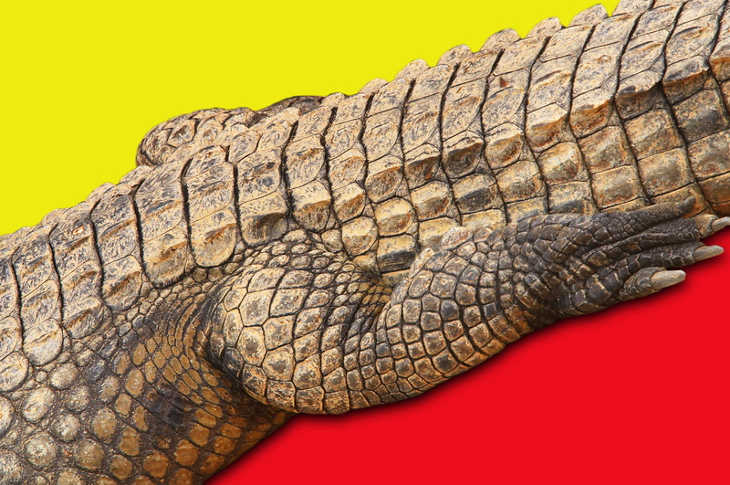 Abstract, close-up, vertebrate, animal scale, animal Skin, textured, Yellow, wildlife, animal body part, animal wildlife, one animal, background, animal themes