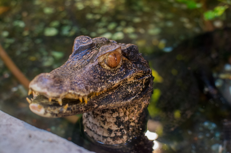 tooth, outdoors, animals in the wild, Crocodile, animal head, looking, 5K, animal wildlife, animal body part, one animal, Nature, predator, vertebrate