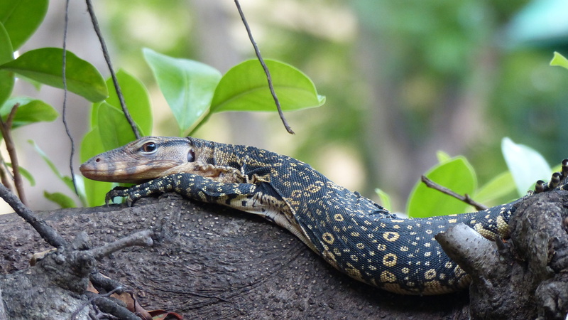 water monitor, animal wildlife, zoo, animal scale, looking, asian, lizard, day, 4K, nature, animal themes, animals in the wild, leaf, one animal, no people
