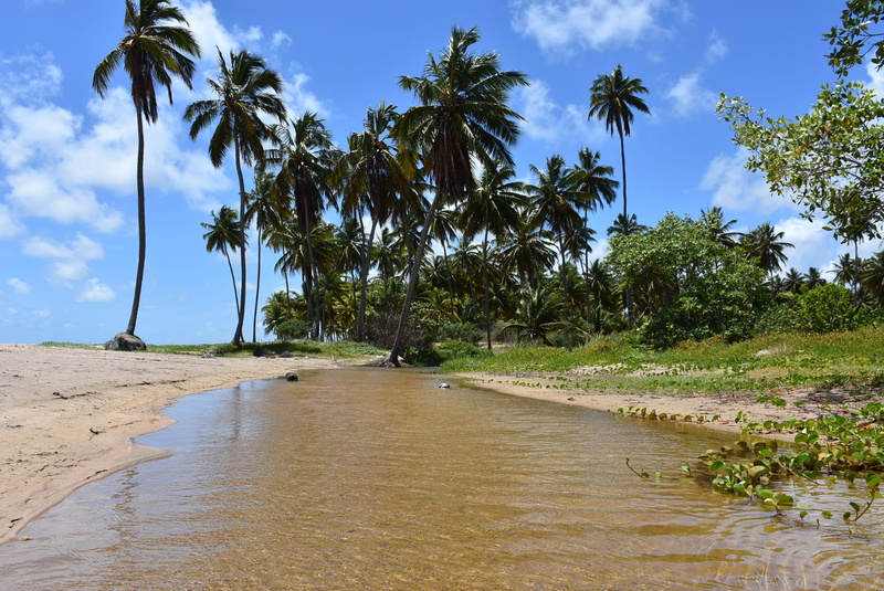 Beach, palm tree, nature, tree, 2K, sky, scenics - nature, tranquil scene, cloud - sky, tropical climate, coconut palm tree, day, sea, plant, beauty in nature