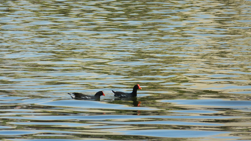 nature, outdoors, two animals, day, animal themes, animal, beauty in nature, animals in the wild, 4K, animal wildlife, no people, bird, water, rippled