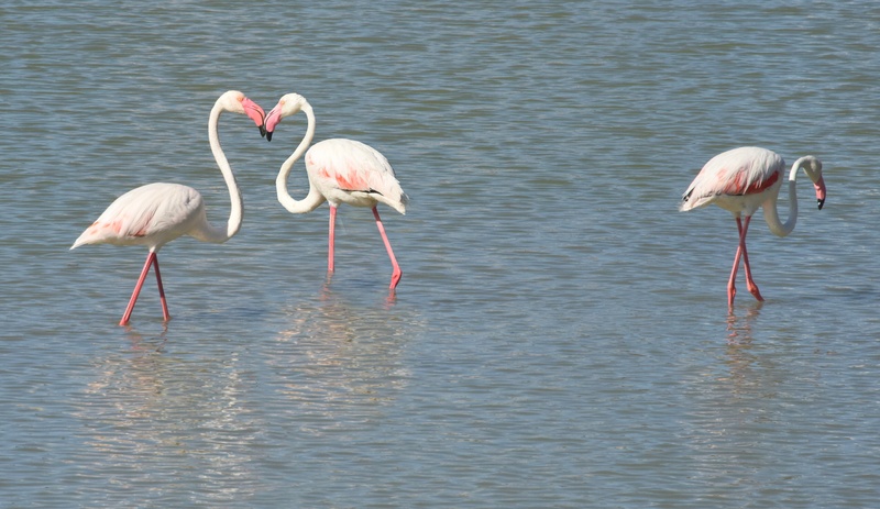 couple, nature, pink color, drinking, freshwater bird, water, flamingo, animal, beak, animals in the wild, feathers, pink, beauty in nature, bird, animal themes