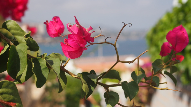 fragility, 4K, plant, pink color, spain, no people, beauty in nature, growth, flower, vulnerability, plant part, rose - flower, nature, petal, beach, flower head