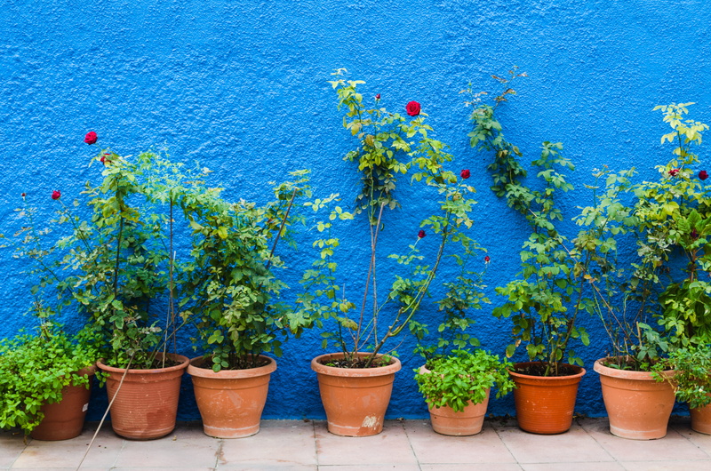 day, nature, tree, flower pot, potted plant, side by side, green color, botany, blue, flower, wall - building feature, growth, 4K, plant, gardening, beauty in nature