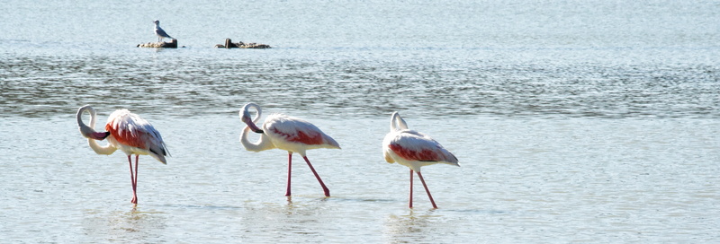 flamingo, Flemish, standing, sea, Feathers, no people, animal, 5K, group of animals, animals in the wild, nature, animal themes, water, lagoon, pink flemish
