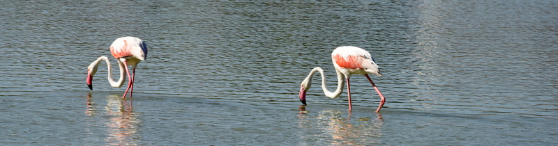 calpe, spain, Feathers, Flemish, vertebrate, day, animal wildlife, animal themes, group of animals, flamingo, couple, animals in the wild, Bird, beauty in nature