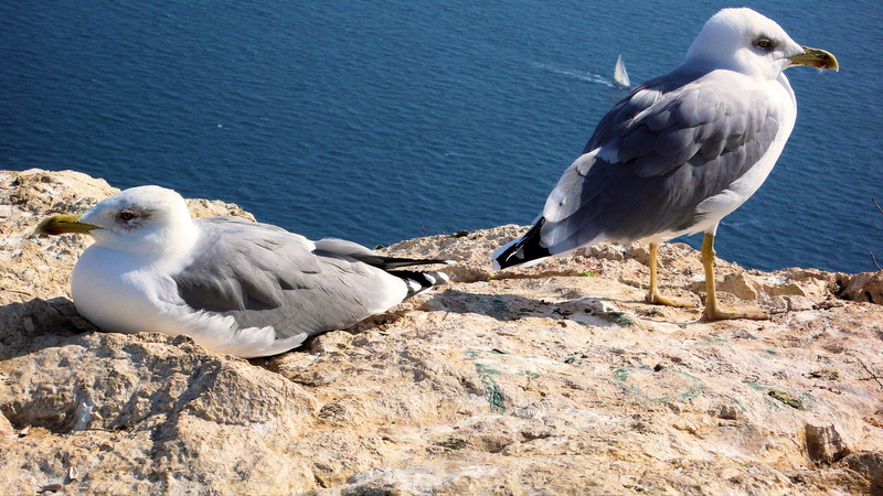 4K, rock, mövenfelsen, nature, perching, Spain, sea Bird, animal wildlife, sea, wildlife, one animal, animals in the wild, group of animals, animal themes