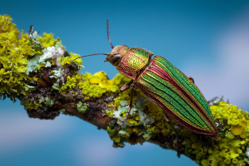 Zlatka, beetle, macro, branch, 1080P