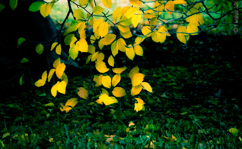 d7000, flower, Past, mortonarboretum, selective focus, green color, plant part, focus on foreground, no people, outdoors, beauty in nature, flowering plant