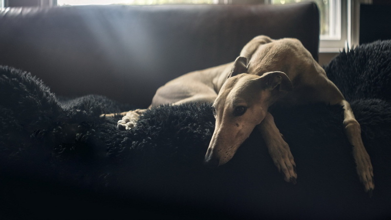 1080P, greyhound
