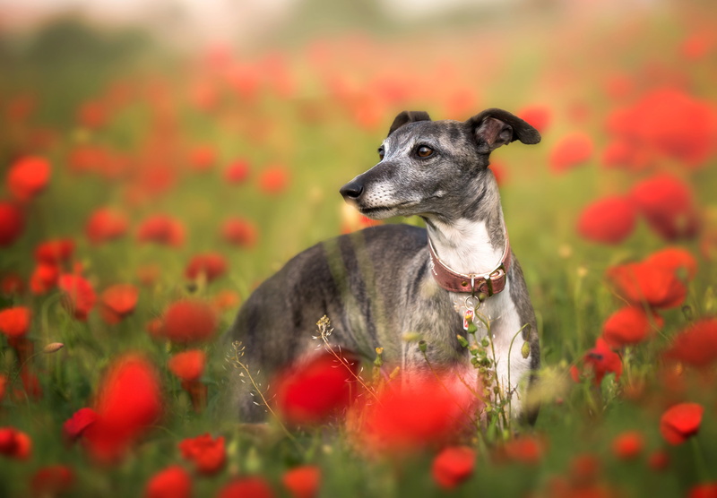 Italian Greyhound, flowers, 4K, dog, Maki, poppy field