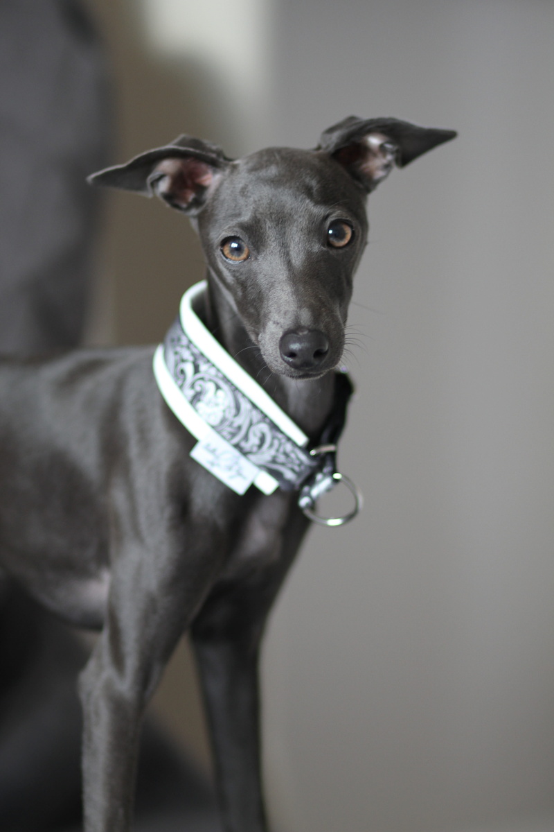 purebred, studio shot, animal, collar, close-up, greyhound, people, gray, eyes, sighthound, domestic animals, cute, domestic, little, dog, 5K, gorgeous