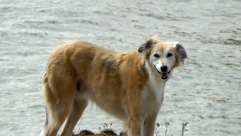 water, dogs, lurcher, lurchers, rafi, greyhound, animals, 1080P