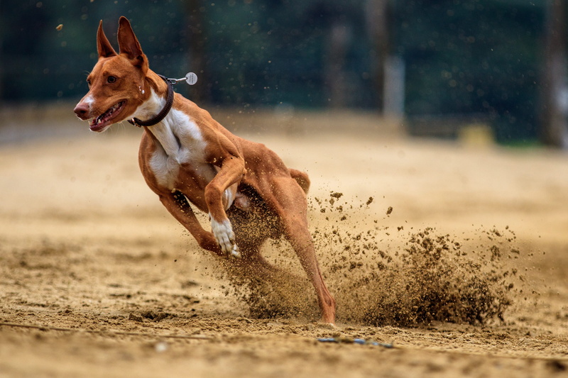 sunlight, pet photography, outdoors, running, vertebrate, no people, animal themes, hundesport, profile view, canine, motion, mammal, dog racing, run, racecourse