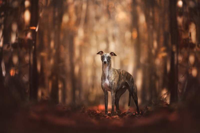 nature, Italian Greyhound, pose, forest, bokeh, 1080P, walk, look, dog, light, is, autumn, background, Park, leaves, trees, trunks