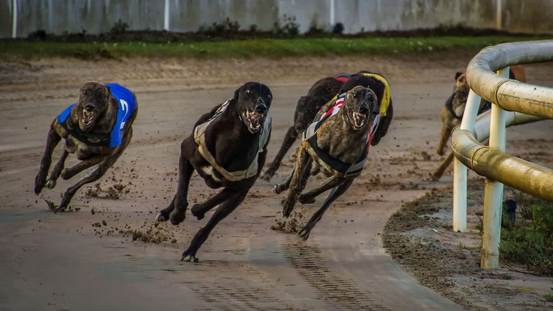 greyhounds, vertebrate, sand rail, animal, mammal, outdoors, domestic, speed, greyhound racing, domestic animals, mouth open, sand, canine, nature, pets