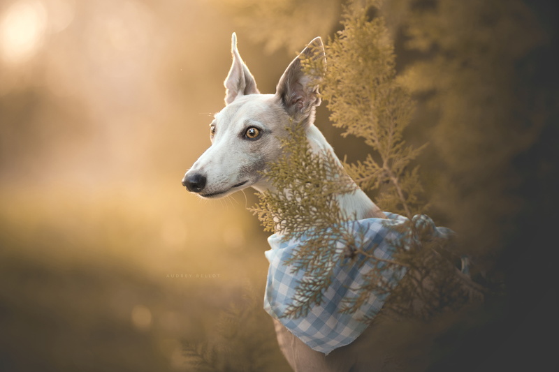4K, portrait, Greyhound dog, dog, Italian Greyhound, face, bandana, bokeh