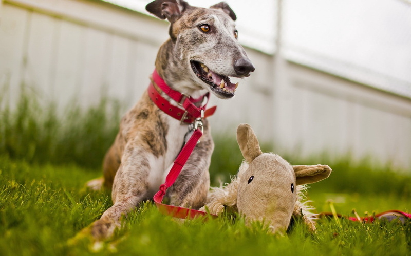 adult, collar, green Color, looking, dog, vertebrate, greyhound, puppy, focus on foreground, one Animal, muzzle, animal themes, pets, hound, canine, domestic Animals