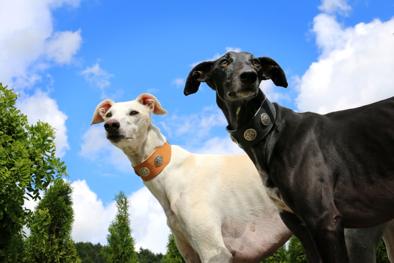 low angle view, domestic, no people, domestic animals, black color, cloud - sky, jack russell terrier, portrait, nature, animal, sighthound, pets, 5K