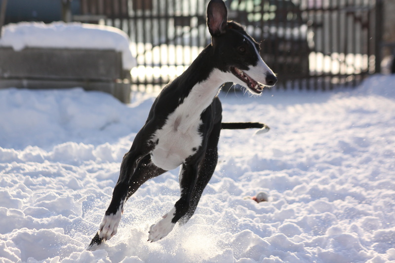 pets, domestic animals, sunlight, race, greyhound, 4K, one animal, Greyhound, animal themes, cold temperature, vertebrate, animal, Race, nature, canine