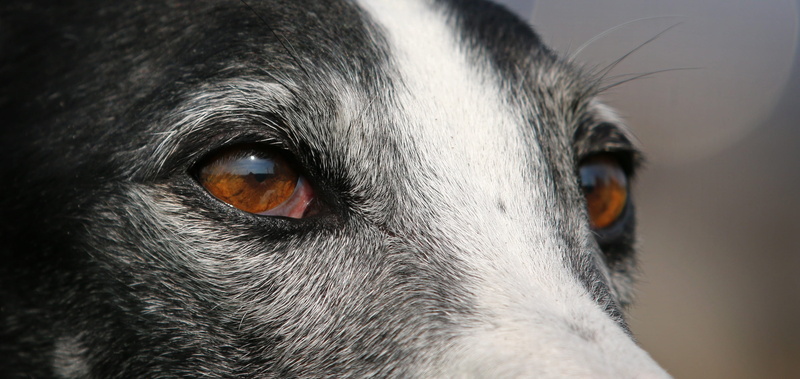 mammal, yellow eyes, 2K, vertebrate, animal themes, whisker, greyhound, animal head, one animal, canine, animal eye, dog, domestic animals, domestic, animal body part