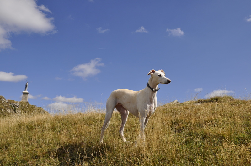 cow, livestock, domestic animals, plant, sky, nature, standing, cloud - sky, day, field, animal, animal themes, dog, vertebrate, cattle, domestic, land
