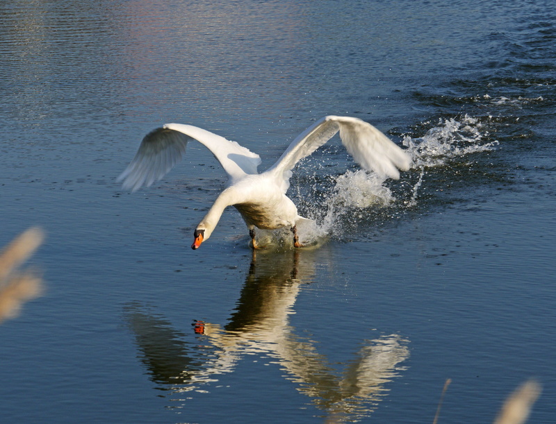 Swan, take off, seagull, waterfront, swing, feather, Departure, animals And Pets, vertebrate, water, blue, reflection, bird, water bird, treading water
