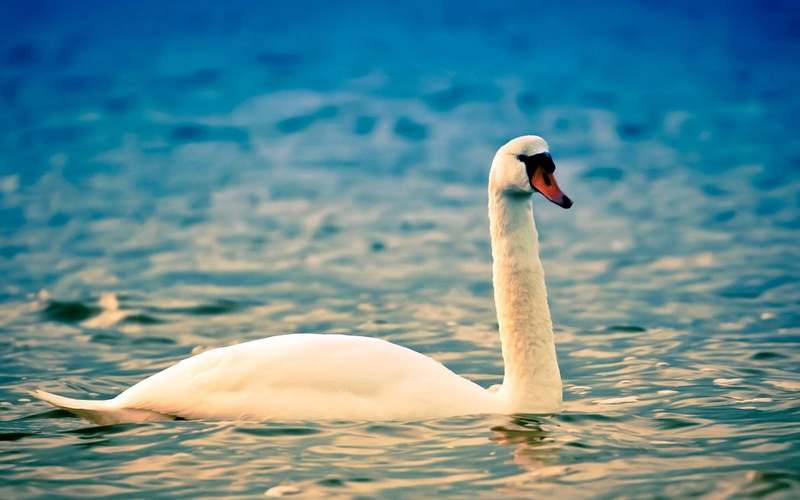 mute Swan, animal Neck, animal, cute, white, water Bird, outdoors, animal themes, tranquil Scene, animals In The Wild, elegance, no people, wildlife, reflection