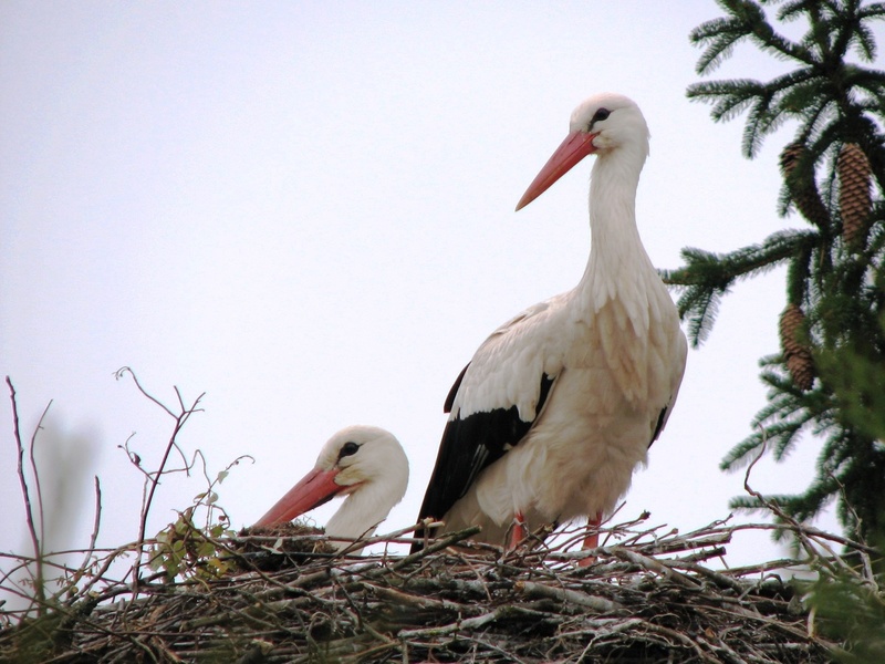 animal family, adebar, 1080P, no people, two animals, nest, animal nest, white color, animal themes, clear sky, feather, plant, animals in the wild, animal wildlife