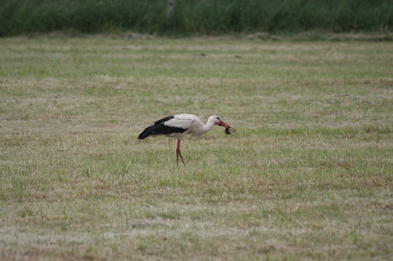 one animal, animal, selective focus, stork, germany, animal themes, 4K, vertebrate, grass, nature, land, no people, mole, plant, animal wildlife, adebar