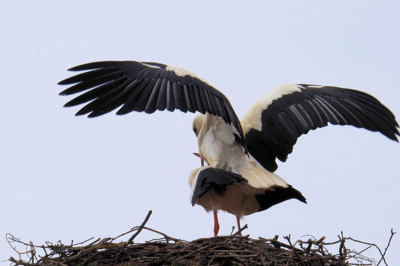 animal, spread wings, stork, flying, 4K, no people, adebar, day, low angle view, group of animals, nature, clear sky, animal themes, animal wildlife, two animals