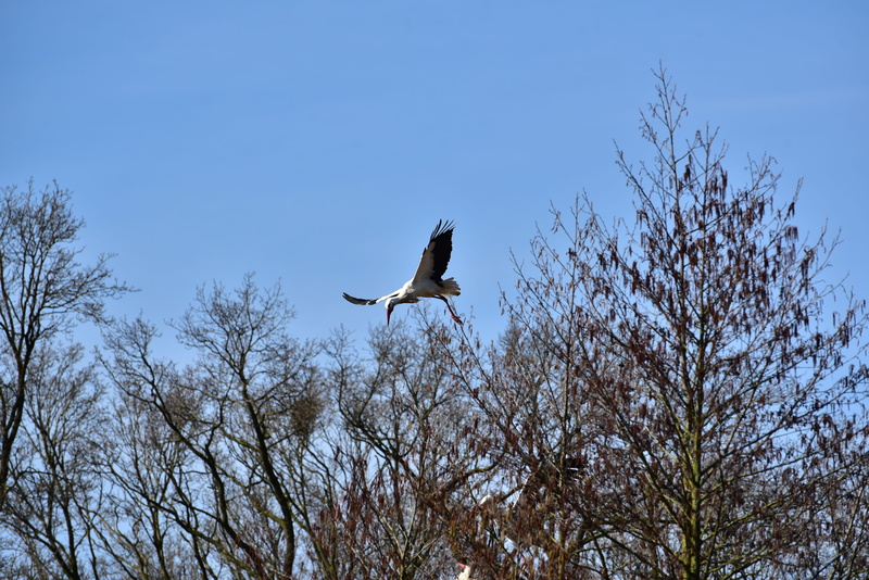 elegant, spread wings, Stork, low angle view, one animal, animal, bill, Fly, branch, nature, sky, large beak, Black White, tree, day, outdoors, animal themes