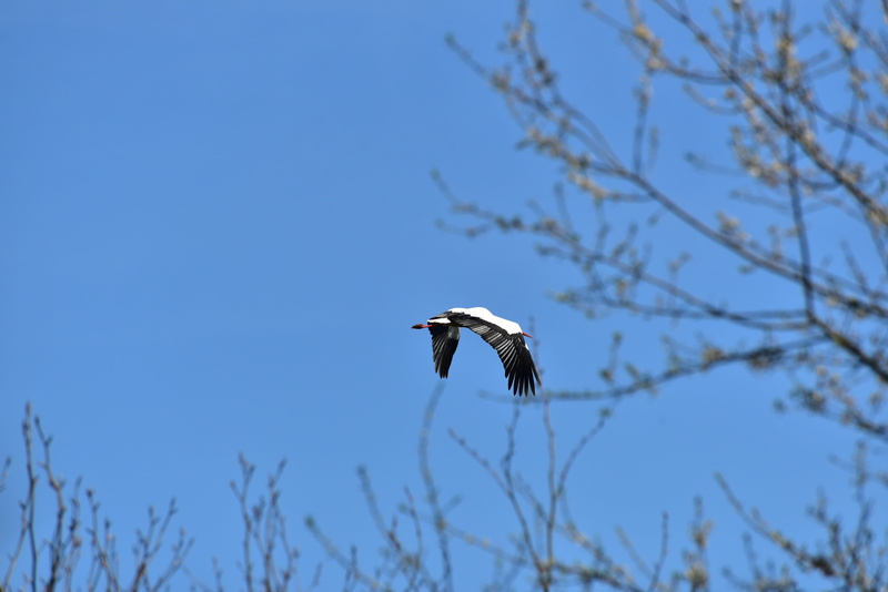 Stork, elegant, animal themes, eagle, low angle view, mid-air, Black White, outdoors, nature, feather, animals in the wild, day, spread wings, plant, animal wildlife