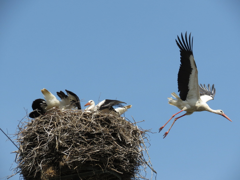 nest, animal nest, group of animals, feeding, stork, animal wildlife, nesting place, sky, adebar, animals in the wild, spread wings, animal, nestlings