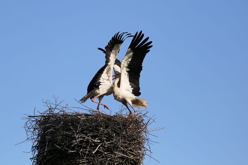 stork couple, flying, stork, animal wildlife, sky, spread wings, animal world, animals in the wild, vertebrate, day, animal themes, storks, clear sky, nature