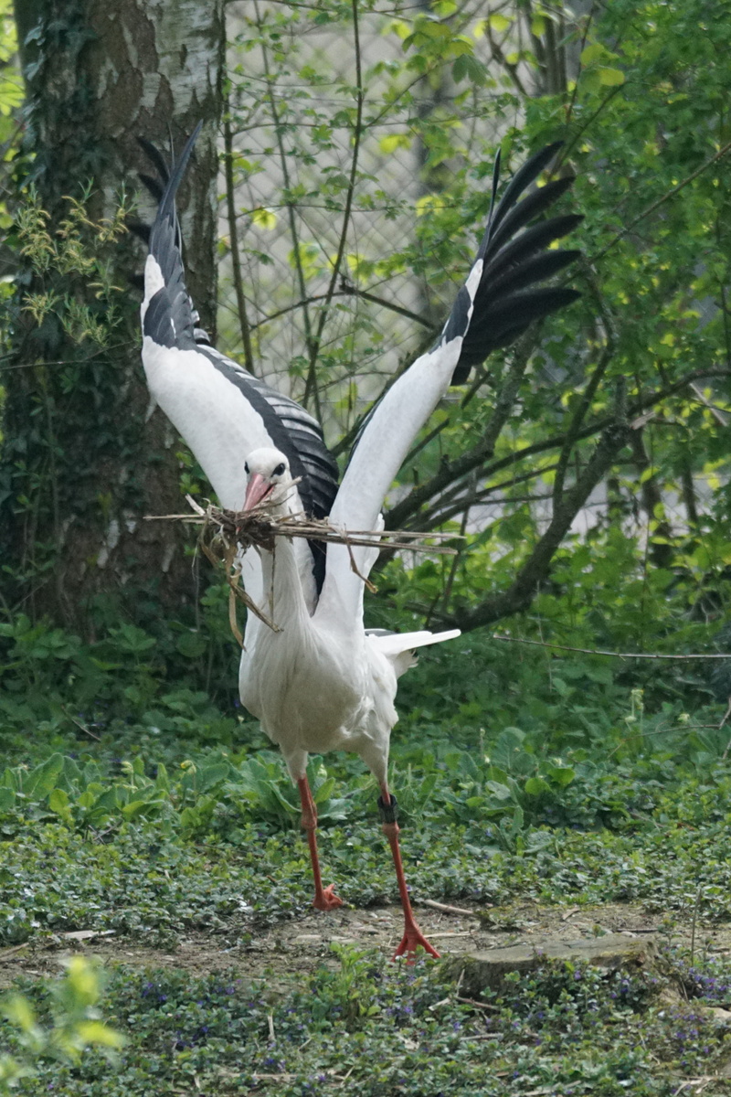 wildlife photography, signs of spring, one animal, tree, animal wildlife, rattle stork, feather, outdoors, beak, plant, white color, full length, vertebrate