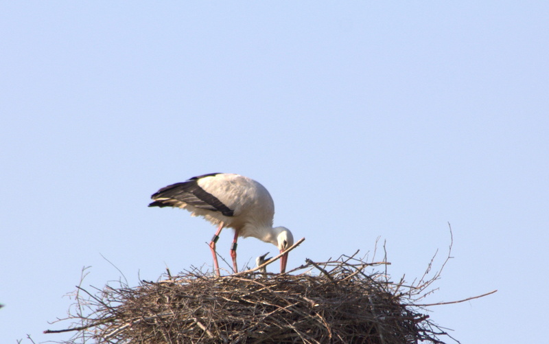 animal nest, nature, adebar, profile view, 2K, sky, animal themes, vertebrate, feed, animals in the wild, brood care, outdoors, perching, clear sky, animal family