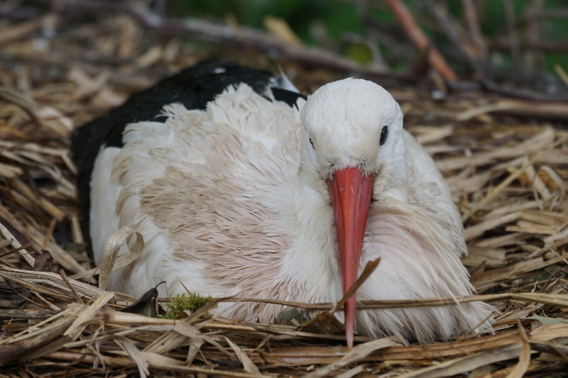 rattle stork, animal themes, stork, no people, bird nest, animals in the wild, day, vertebrate, animal wildlife, adebar, young bird, white stork, signs of spring