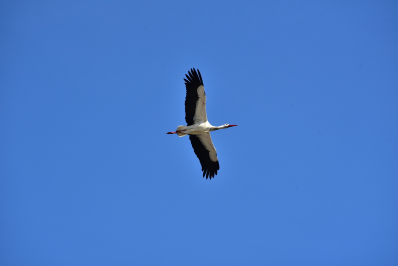 animal themes, stork, spread wings, nature, freshwater bird, pride, mid-air, animal body part, flying, feather, outdoors, day, black white, white stork