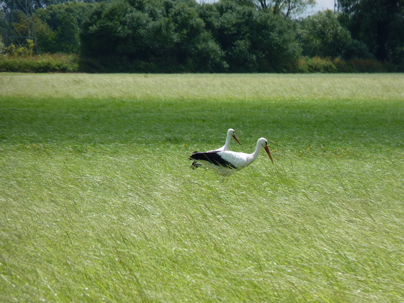 day, animal wildlife, no people, one animal, bird, animals in the wild, growth, swan, vertebrate, outdoors, animal, beauty in nature, 4K, grass, field
