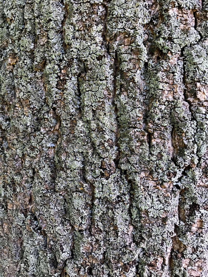 bloom, trunk, green, natural condition, flowers, 5K, yellow, growth, mirroring, day, plant bark, water, city park, backgrounds, water bird, leipzig, harbinger of spring