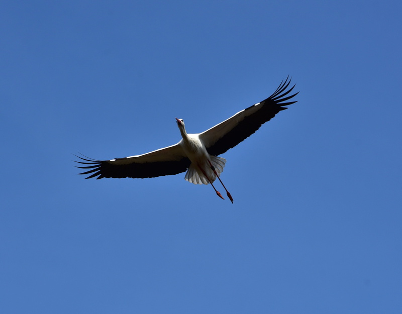 animal Wing, Black White, 2K, adebar, elegant, above, sky, animal, rattle stork, bill, animals In The Wild, nature, white stork, Stork, spread wings, animal body part