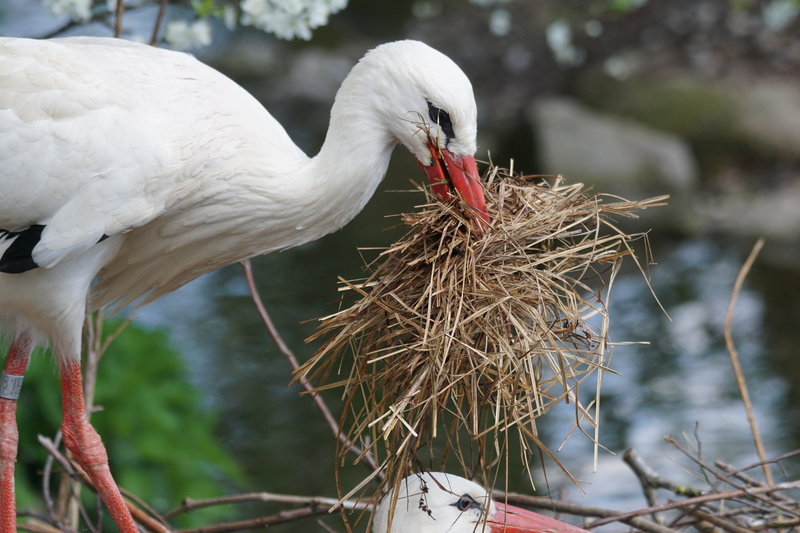 adebar, animal body part, white, animal themes, bird, nest, plant, biting, animal wildlife, eastern, White Stork, day, rattle stork, selective, nest building